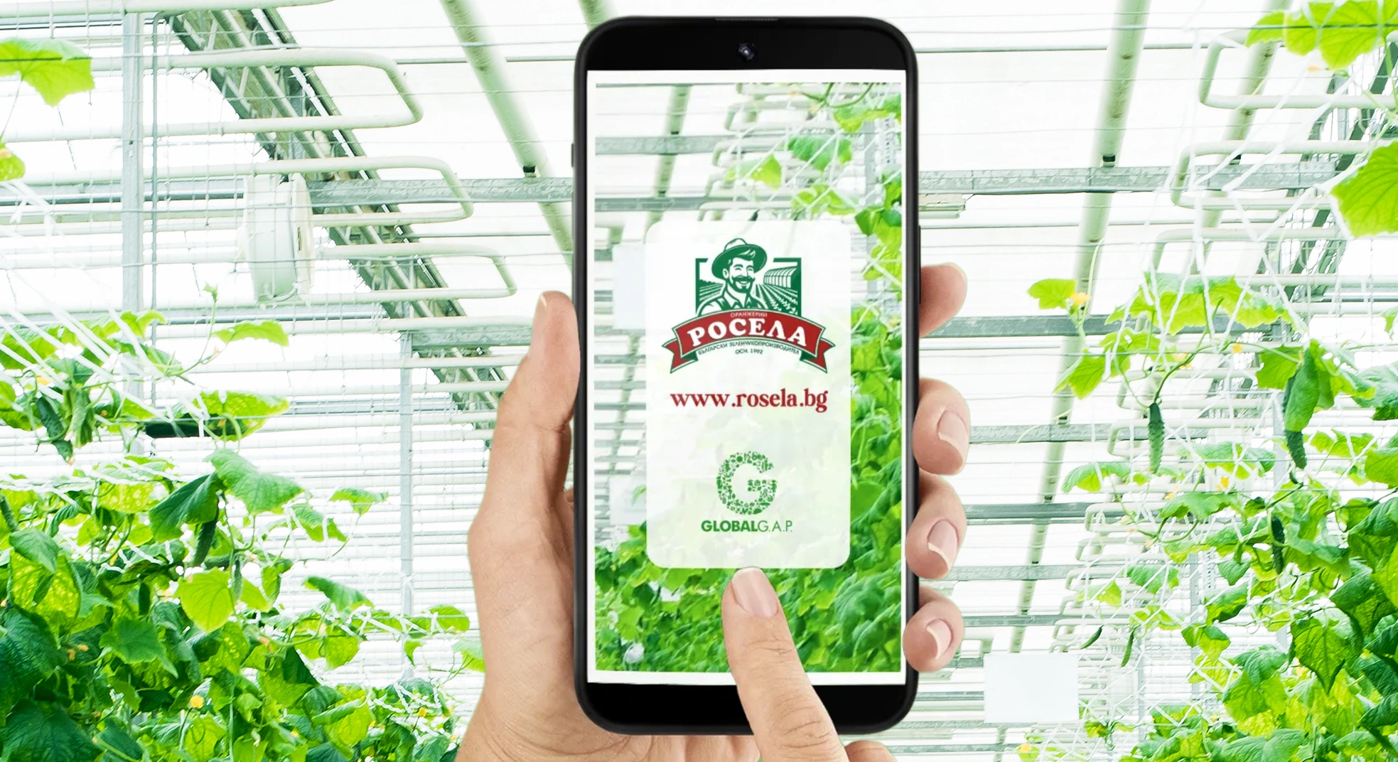 Rosela AD: 5,830 leads with Google Ads | Case study 8 Rosela digital marketing greenhouse reel ads